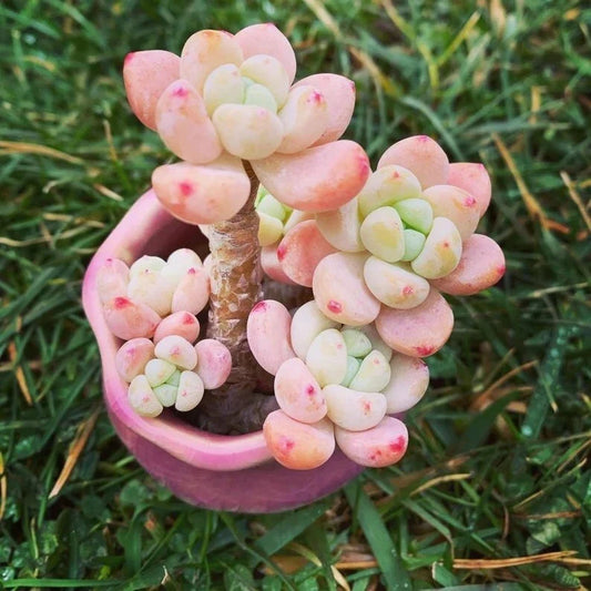 Succulent Seeds - 100 Seeds - Tiscalatengo Gorge Sedum - Drought-Tolerant Ground Cover Plant (Sedum spp.)