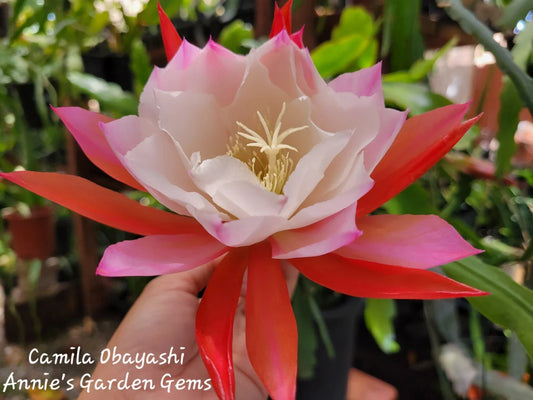 Epiphyllum Camila Obayashi Orchid Cactus - 4 Inch Pot, Well Rooted, Tropical Indoor Plant