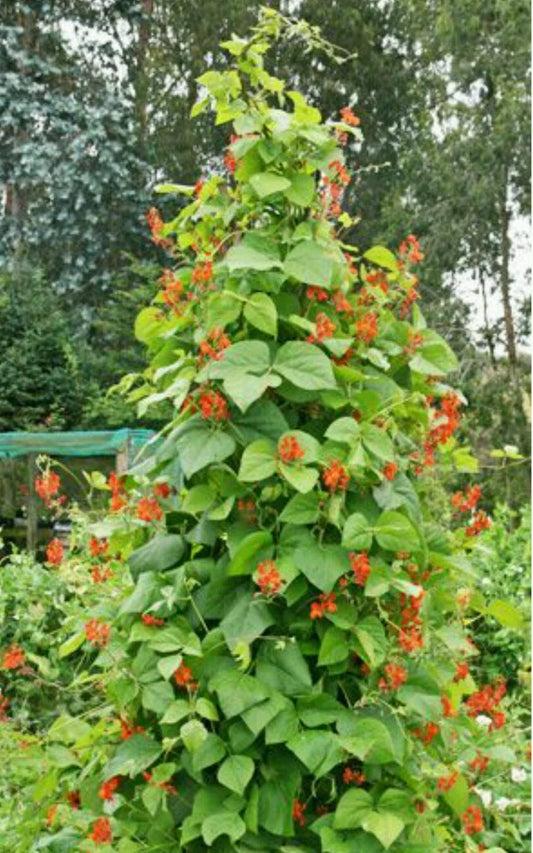 Scarlet Runner Pole Bean Seeds - 50 Count - Ornamental & Edible - Phaseolus coccineus