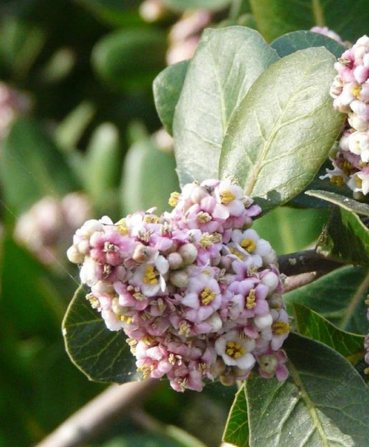 Lemonade Berry Seeds - 10 Pack - Rhus Integrifolia - Drought-Tolerant Native Plant for Landscaping