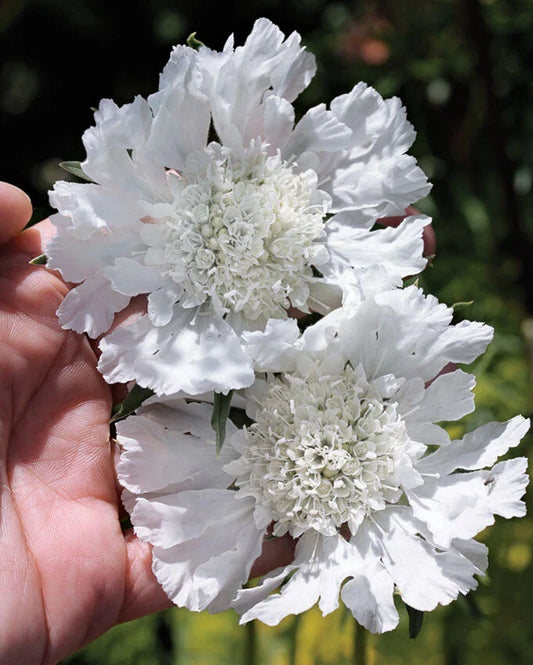 Scabiosa Pincushion Flower Seeds - Fresh White, 70 Seeds, Scabiosa atropurpurea