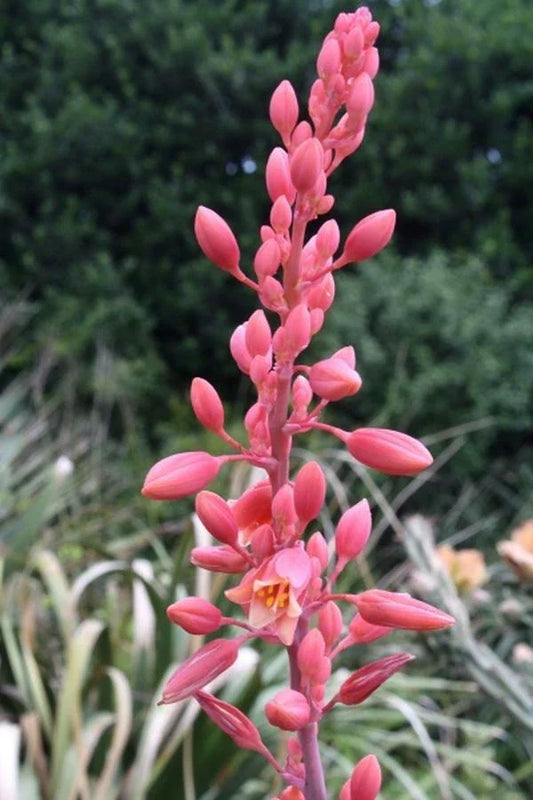 Texas Yucca Seeds - 40 Count - Hesperaloe parviflora - False Brakelight Red Flowering Variety
