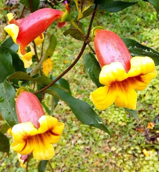 Live Plants - Tangerine Beauty Bignonia Capreolata - Yellow Orange Flowering Vine