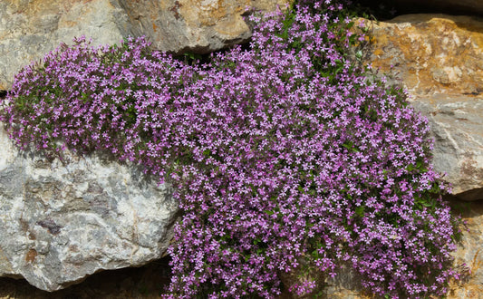 Pink Rock Soapwort Flower Seeds - 1,000 Count - Saponaria Ocymoides - Natural Soap Alternative