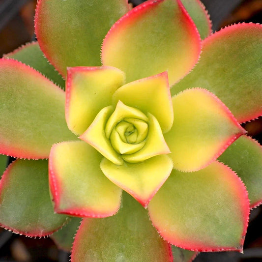 Aeonium Kiwi 4" Potted Plant - Succulent, Colorful Foliage, Indoor/Outdoor Decor, Aeonium arboreum.
