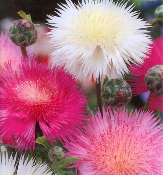 Sweet Sultan Seeds - 100 Pack - Fragrant Cut Flower - Centaurea suaveolens - Ships Free with 15+ Items