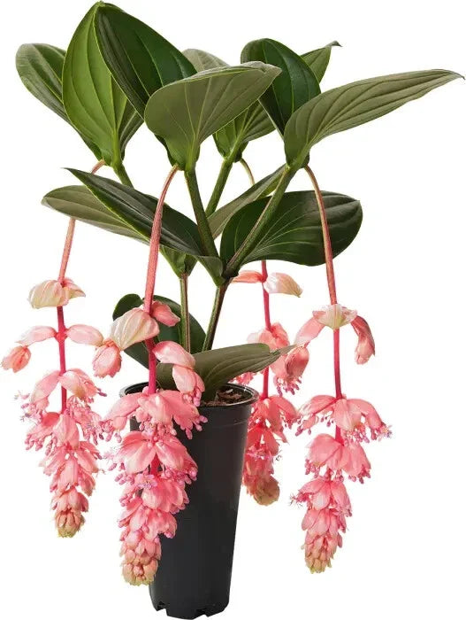 Royal Glow Magnifica Medinilla Starter Plant - Rare Live Well Rooted Tropical Indoor Plant for Home Decor