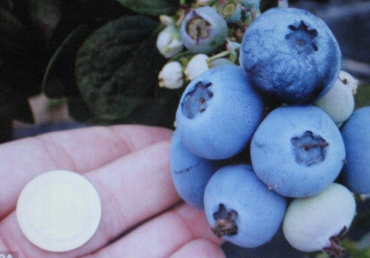 Northern Highbush Blueberry Seeds - Attracts Wildlife, Birds & Bears - Vaccinium corymbosum
