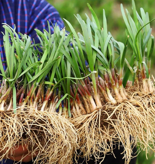 Live Chinese Chives Roots - Ready to Plant - Allium tuberosum - Fresh Culinary Herb