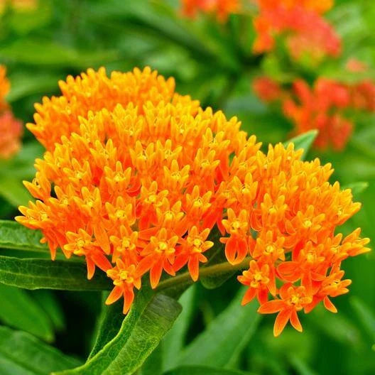 Orange Milkweed Seeds - Tuberosa Perennial - Monarch Butterfly Host Plant - Non-GMO - 50 Pack