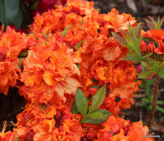 Deciduous Azalea Starter Plant, Gibraltar Variety, Rooted Rhododendron