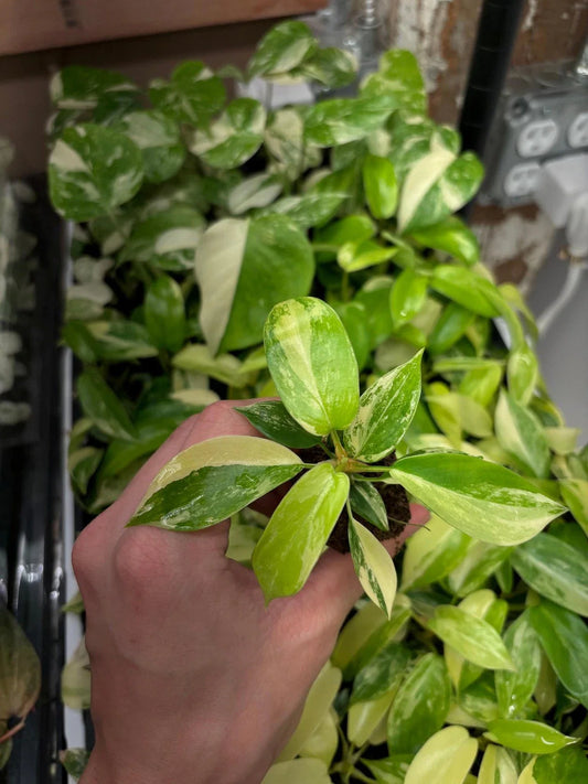 Philodendron Starter Plug, Variegated Florida Beauty, Growers Choice, Philodendron bipinnatifidum
