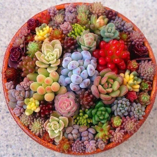 Rare Succulent Seeds Pack, 100pcs Mixed Varieties, Ideal for Gardens and Indoor Planters, Perfect for Collectors