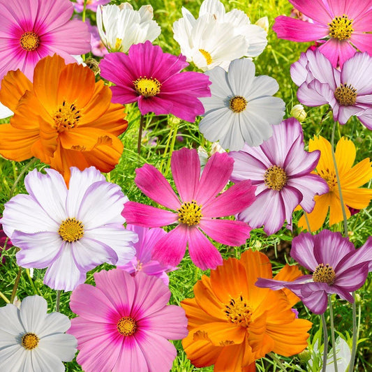 Cosmos Flower Seed Mix, 10 Varieties, Colorful Blooms, Cosmos Bipinnatus, Free Shipping