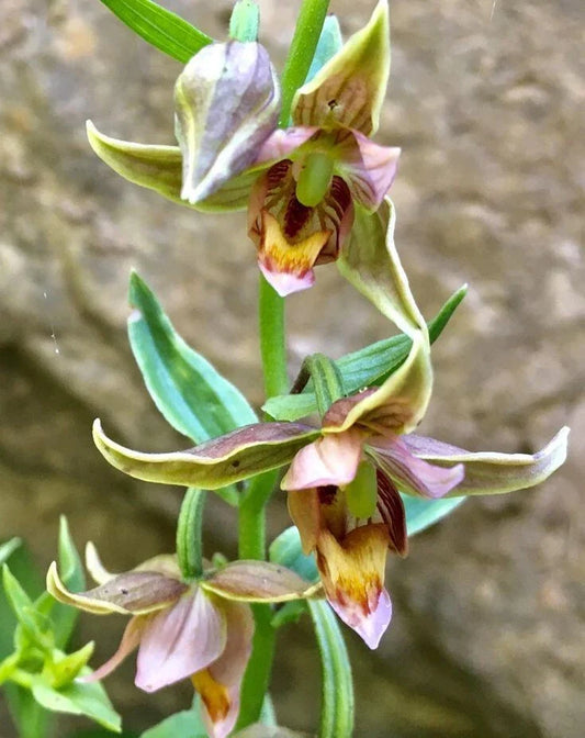 Adam & Eva Orchid Bare-Root Plant, Putty Root Variety, Unique Winter Bloomer, Orchis spp.