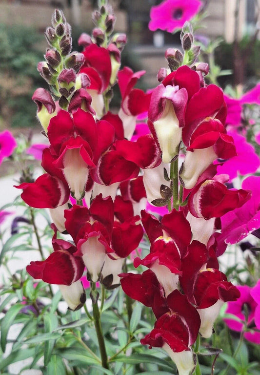 Snapdragon Seeds - 203 Count - Deep Red with White Throat - Antirrhinum majus
