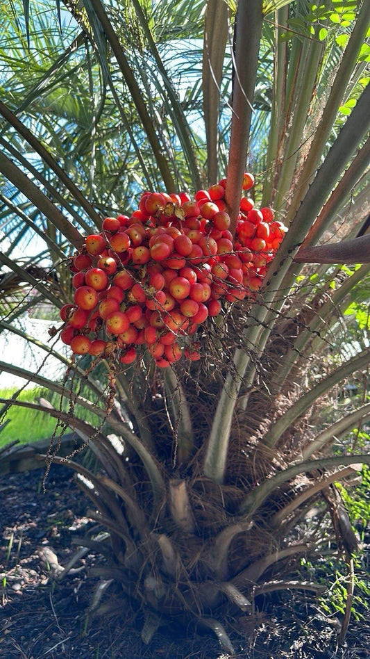 Pindo Palm Sapling - 6-12in - Jelly Palm - Butia capitata - Tropical Indoor/Outdoor Plant