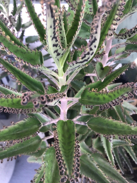 Mother of Millions Baby Plants - 10 Rooted Succulents - Misc Sizes 0.5 to 3 Inches - Kalanchoe delagoensis