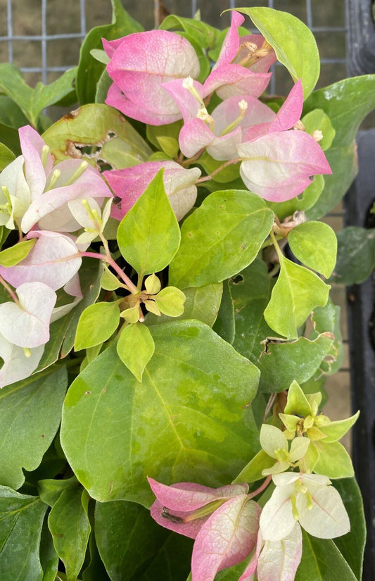 Live Bougainvillea Starter Plant - Yani's Delight - Well Rooted - Tropical Flowering Plant - USA Seller