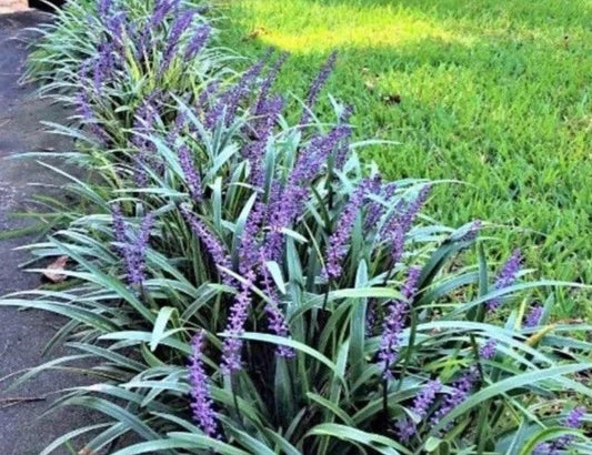 Monkey Grass Bare Root Plants - Big Blue Clumping Variety - Lirope Spicata - 30 Count
