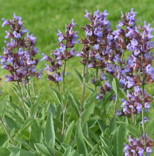 Sage Seeds - 100 Non-GMO Broadleaf Perennial Seasoning for Teas - Salvia officinalis