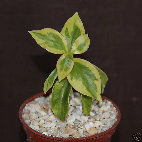 Variegated Pereskia aculeata Cactus in 4" Pot | Rare Tropical Plant