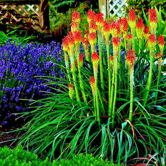 Rare Dwarf Fire Dance Torch Lily Flower Seeds - Kniphofia hirsuta - Hardy Perennial Plant - Unique Garden Addition