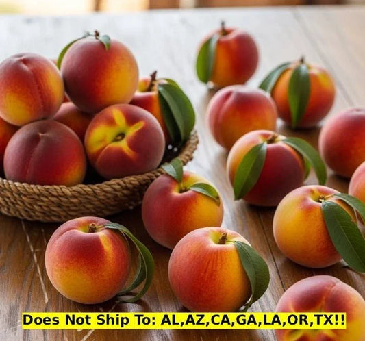 Sam Houston Peach Tree 3 Gal Pot Outdoor Garden Fruit Tree Prunus persica Ready to Plant