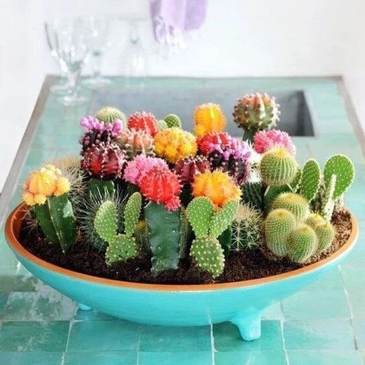 Mixed Variety Cactus Seeds, 100pcs Pack, Cacti Collection, Succulent Seeds, Easy Grow Cactus (Various Species)