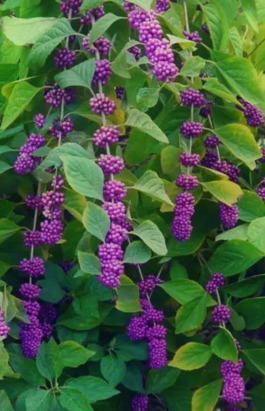 American Beauty Berry Bush Live Plants - Purple French Mulberry - Callicarpa americana - 2 Pack