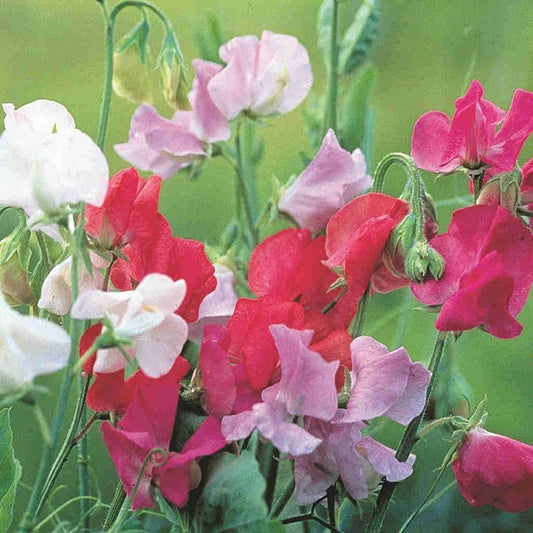 Sweet Pea Seeds - Ruffled Flower Blooms - Royal Family Variety - Lathyrus odoratus - Floral Scent - Free Shipping