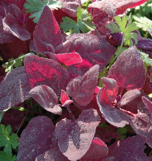 Red Fire Orach Seeds 100+ Non-GMO French Mountain Spinach Vegetable - Atriplex hortensis