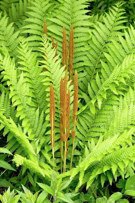 Cinnamon Fern Bare Root Plant | Osmunda cinnamomea | Hardy Perennial Fern for Shade Gardens