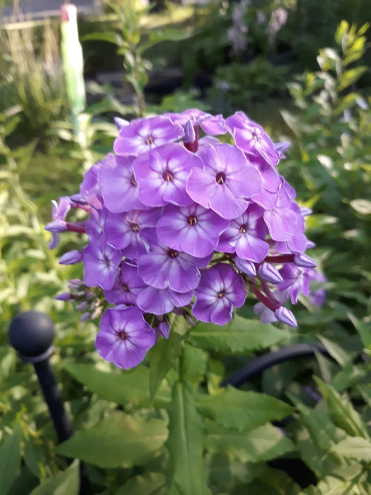 Tall Phlox Roots (3) - Pink Perennial Flowers - Phlox paniculata