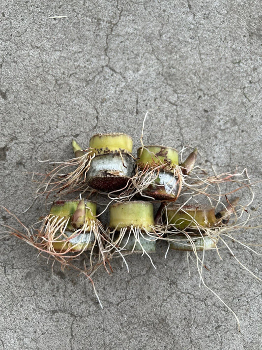 Rooted Sugarcane Cuttings - 5pcs Tropical Plant, Ready to Plant - Saccharum officinarum