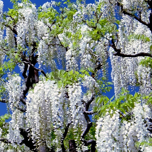White Wisteria Seeds - Rare Climbing Flower Vine Plant - Wisteria floribunda Alba - Hardy Garden Seeds