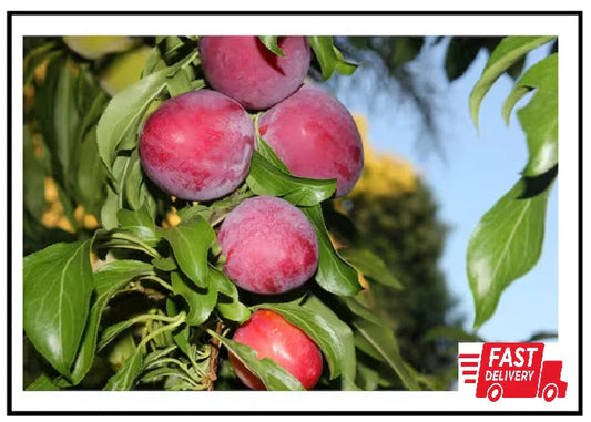 Dwarf Santa Rosa Plum Tree Bare Root - Compact Fruit Tree - Prunus domestica 'Santa Rosa'