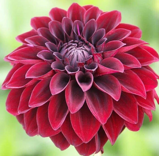 Dahlia 'Arabian Night' Live Plant Bulb Tuber, Burgundy Red Black, Decorative, Attracts Butterflies, Zones 3-11, Full Sun