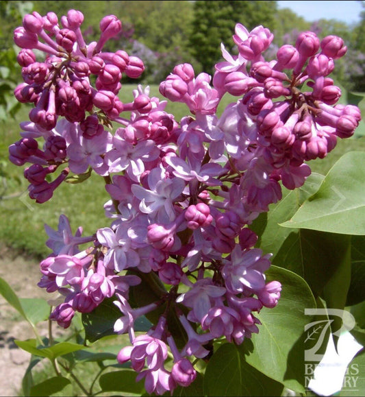 Lilac Starter Plant 4-8” Belle de Nancy Syringa Vulgaris Well Rooted