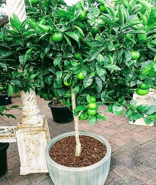 Thornless Key Lime Tree - Live Citrus Plant - Fruit-Ready - Citrus aurantiifolia