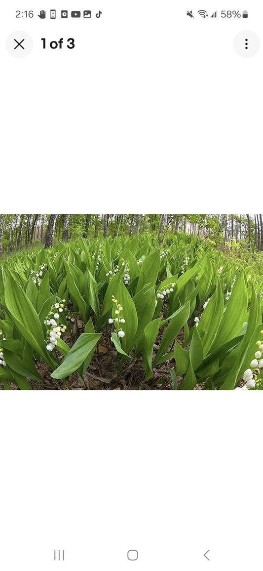 Lily of the Valley Bare Root Plants - Perennial Ground Cover, Convallaria majalis (50 Pack)