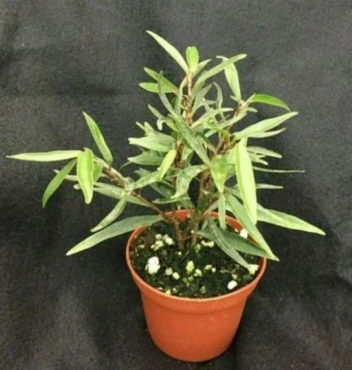 Willow Leaf Ficus Plant | 3" Pot | Ficus salicifolia | Indoor Houseplant, Low Maintenance Ficus