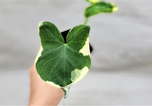 Alocasia Mickey Mouse Plant | 3" Rare Variegated Elephant Ear | Indoor Live Plant | Alocasia micholitziana