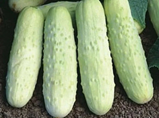 White Wonder Cucumber Seeds - 50+ Heirloom Non-GMO Rare Variety - Cucumis sativus