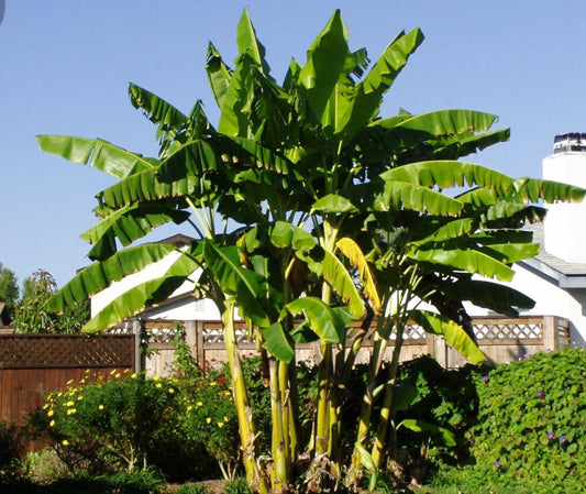 Cold Hardy Banana Tree Starter Plant - Small Rooted Musa basjoo - Live Tropical Plant for Garden or Indoor Use