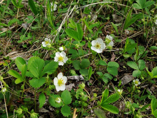 Wild Strawberry Plants - Bare Root, 20 ct - Fragaria virginiana, Edible Perennial