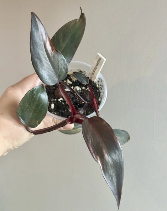Philodendron Black Cherry Cutting - Rooted Plant - Tropical Houseplant - Philodendron spp.