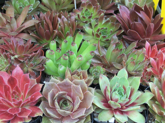Rooted Sempervivum Hen & Chicks Starter Plants, 10 Varieties, 2" Pots, Succulent Collection (Sempervivum spp.)