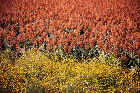Rox Orange Cane Seeds - 100+ Seeds - High Yield - Rubus idaeus 'Rox'