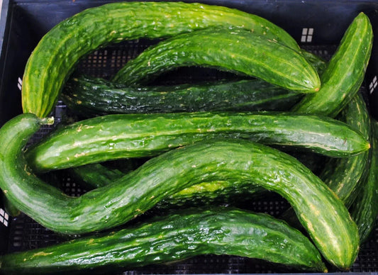 Suyo Long Cucumber Seeds - 50+ Heirloom Non-GMO - Rare Variety - Cucumis sativus